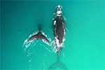 /blog/hermanus-whale-watching-festival